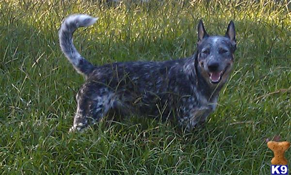 Animalk9cop Picture 1